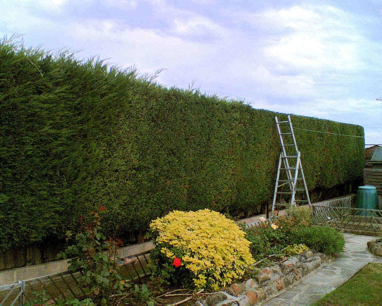 Hedge Cutting in Dunbar