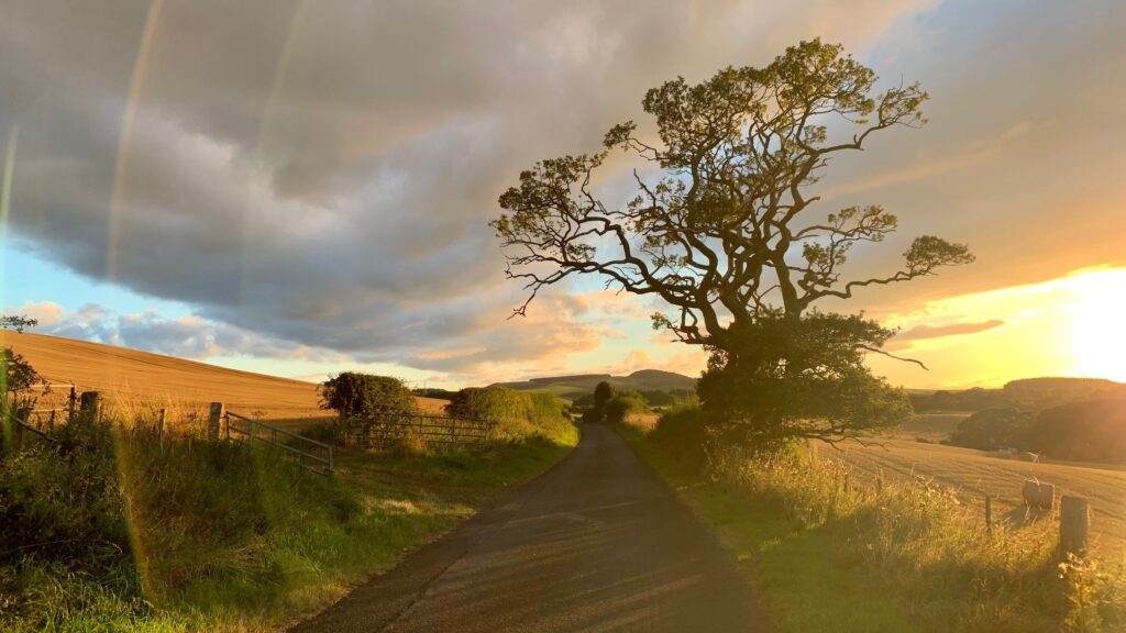 Beautiful old Oak in East Lothian