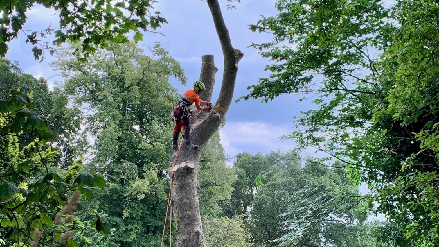 David and Angus, felling a sycamore