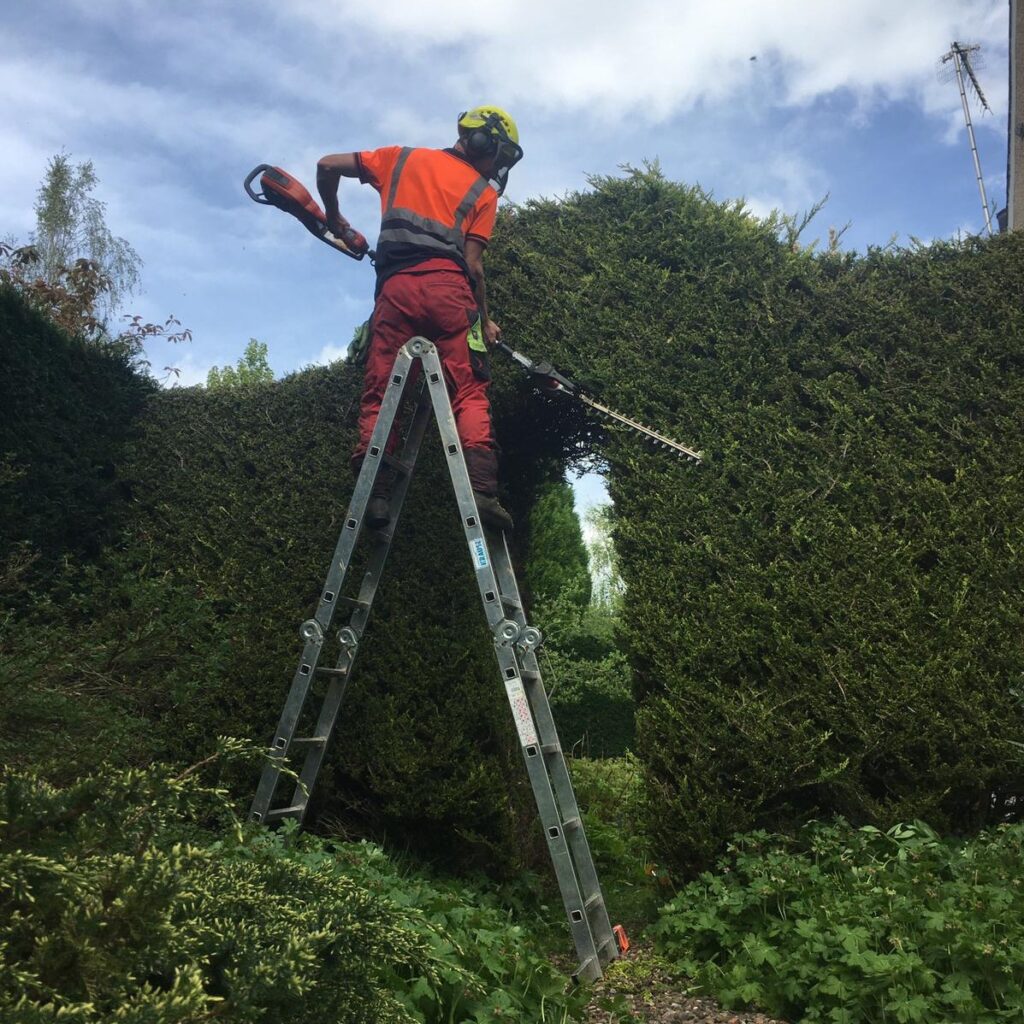 Hedge trimming cyprus hedge